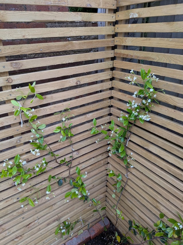 star jasmine climbing