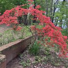 she’s a 100 year old crimson azalea showstopper!