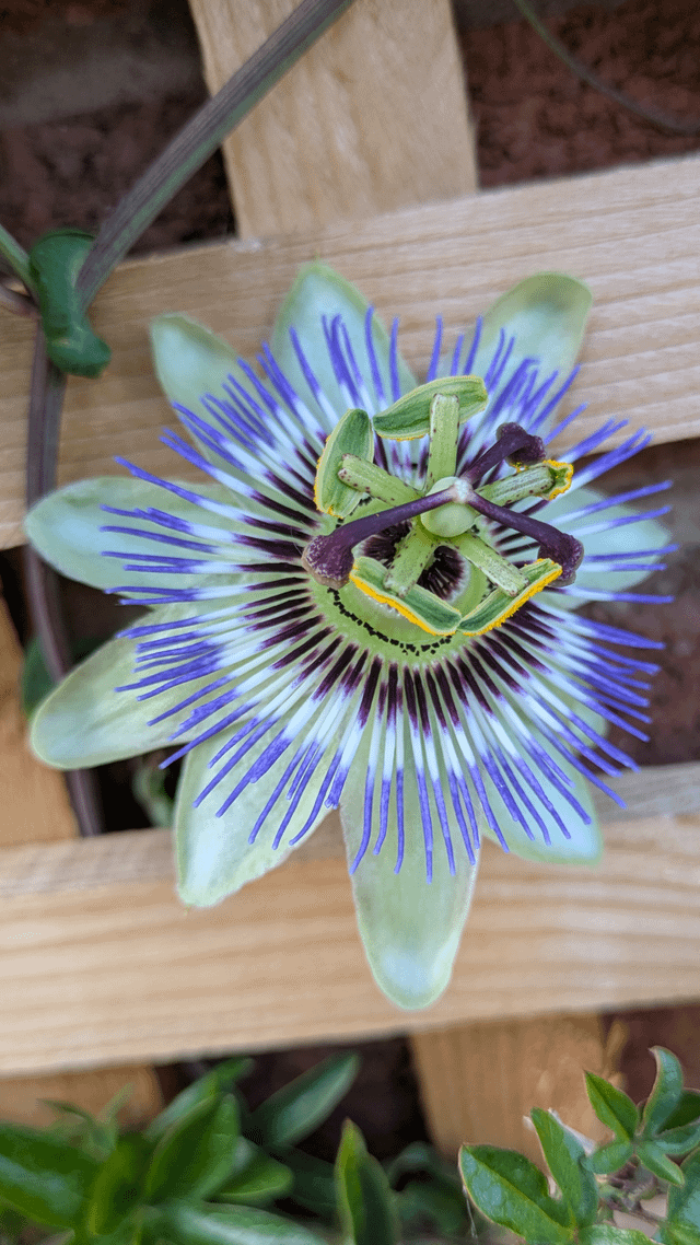 passiflora cearula bloomed over night