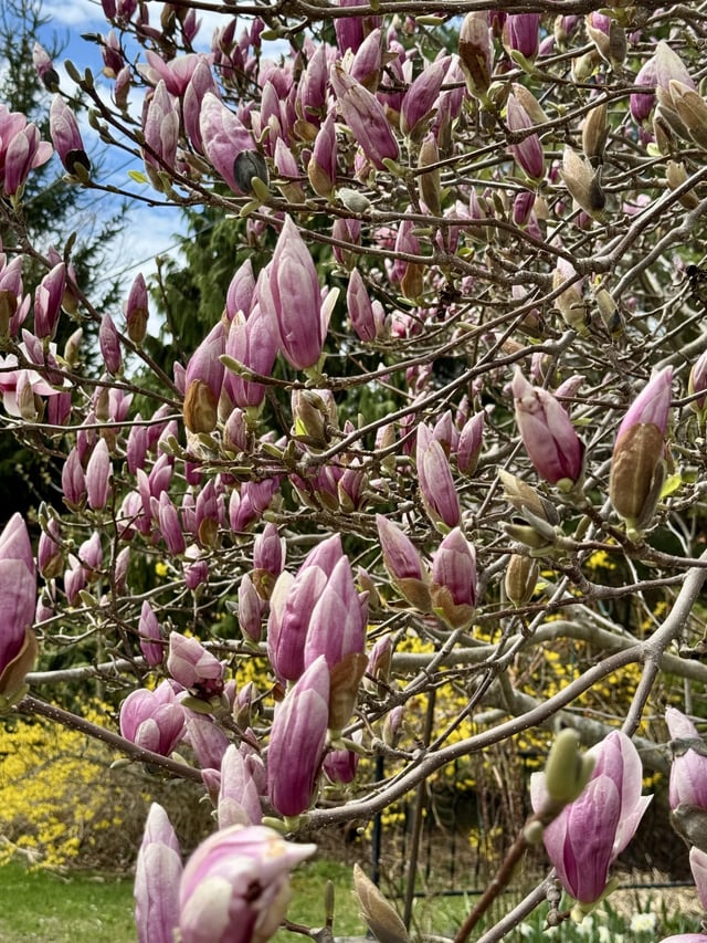 magnolia tree ready to burst