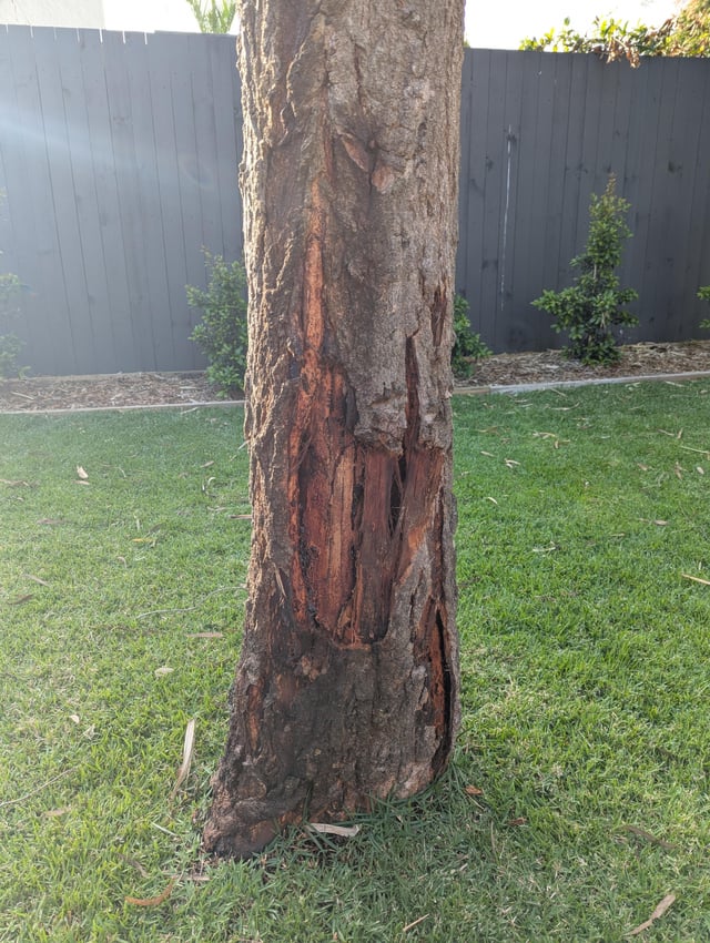 is my gum tree sick and doomed?
