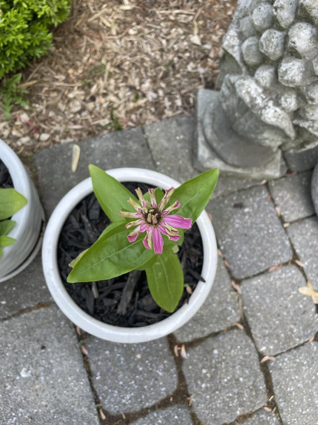 Look I grew the world’s ugliest zinnia – Reddit Post