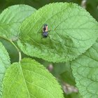 what is infesting my plum tree?! i am having a hard time identifying