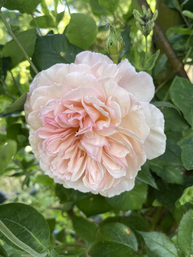todays blooms in my garden