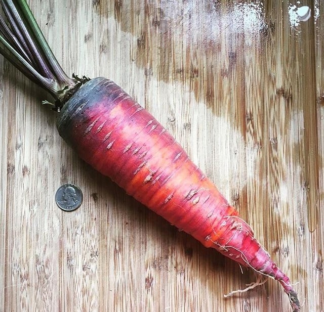 For my cakeday, I present the best carrot I’ve ever grown. – Reddit Post
