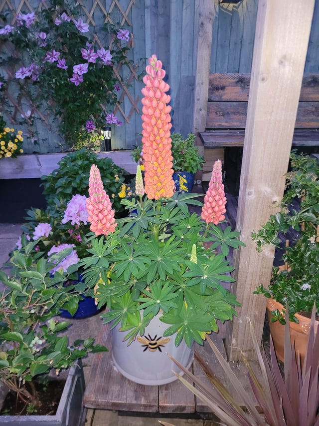 lupins have enjoyed the sun