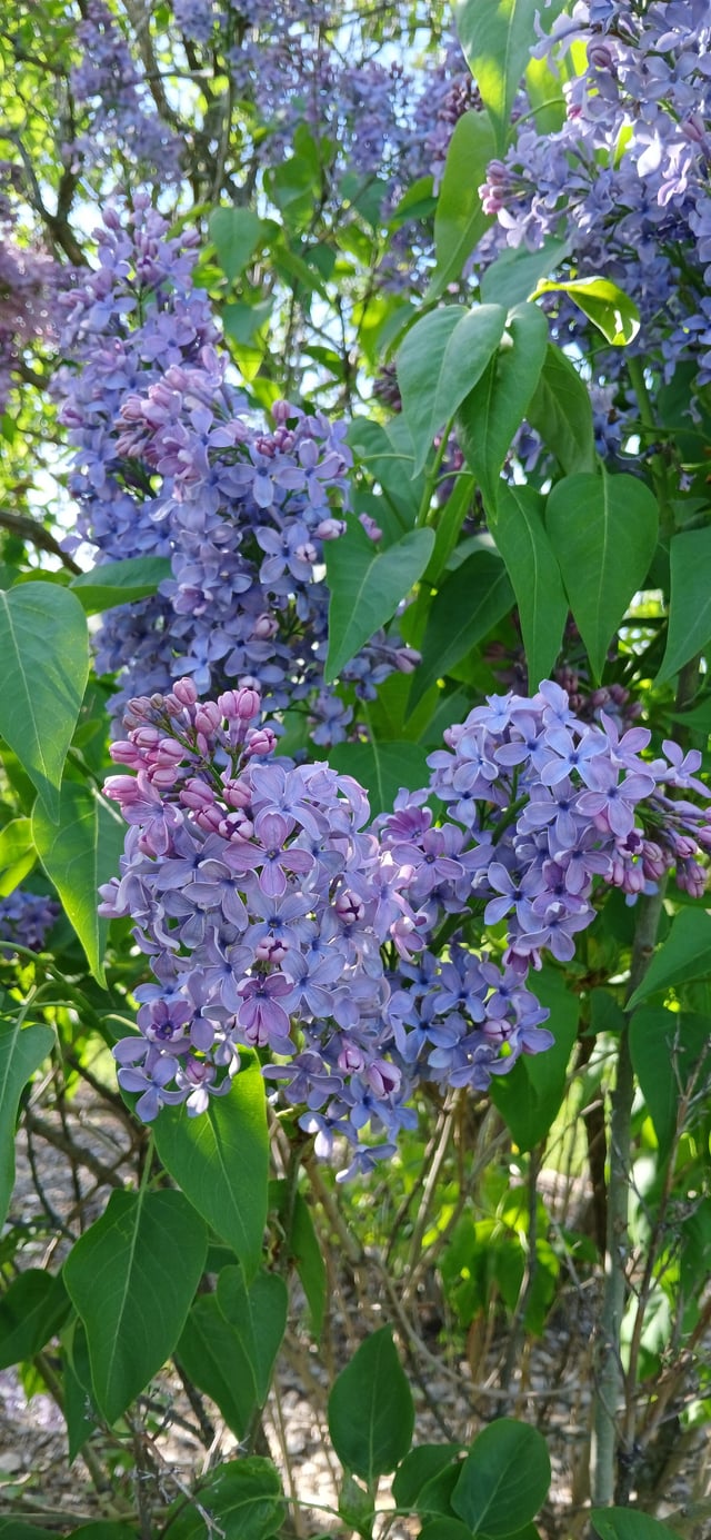 finally made it to the lilac orchards. thought people around here might enjoy.
