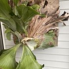 staghorn fern help!