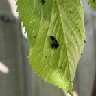 what are these evil looking creatures? ( i just bought ladybirds i hope they won’t fight )