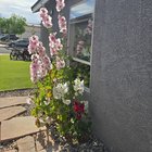 My hollyhocks are almost as tall as my house! – Reddit Post