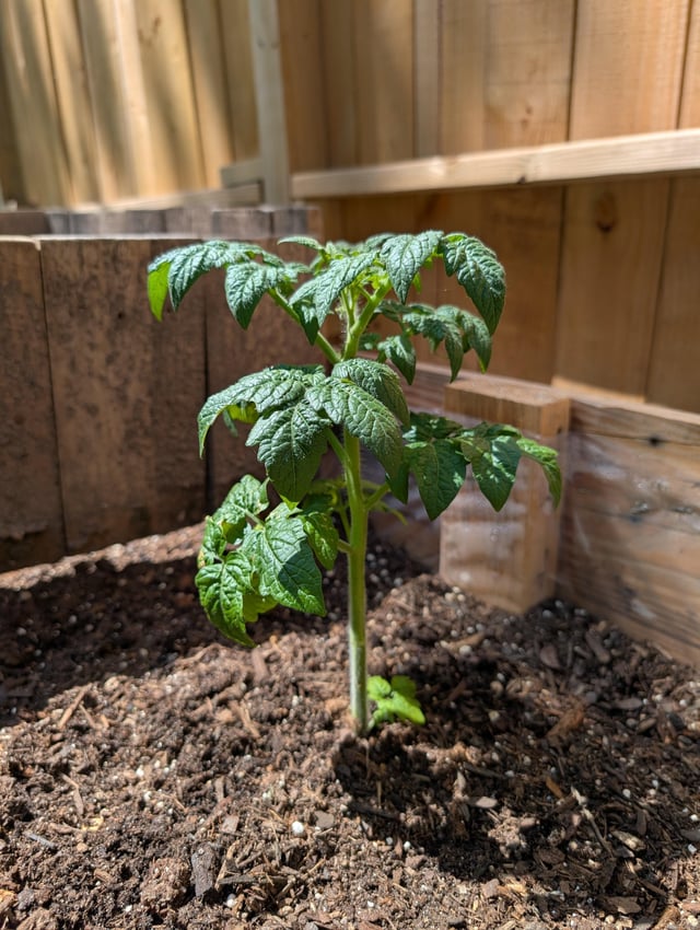 first time, how are my tomato plants looking !