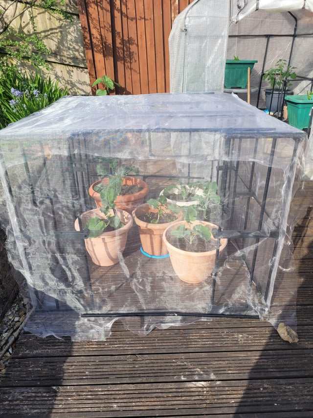 It ain’t pretty, but my Greens will be free of Cabbage Moths this year.