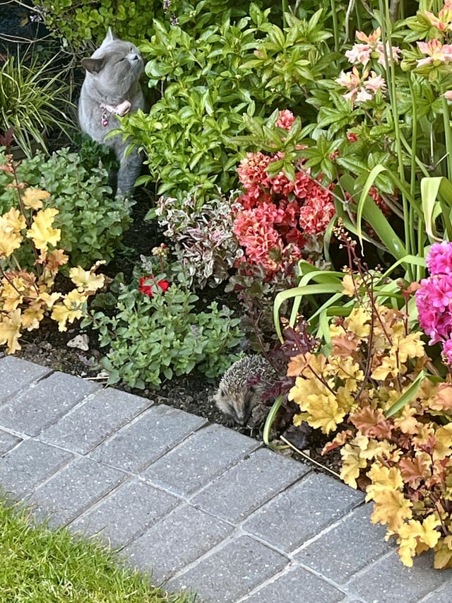 hosta defences 🦔