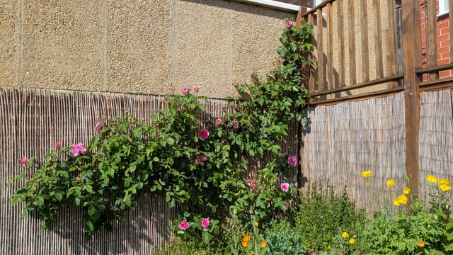gertrude jekyll is getting into her stride