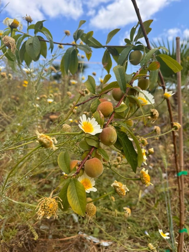first peaches growing in my garden and i’m a little obsessed🌺