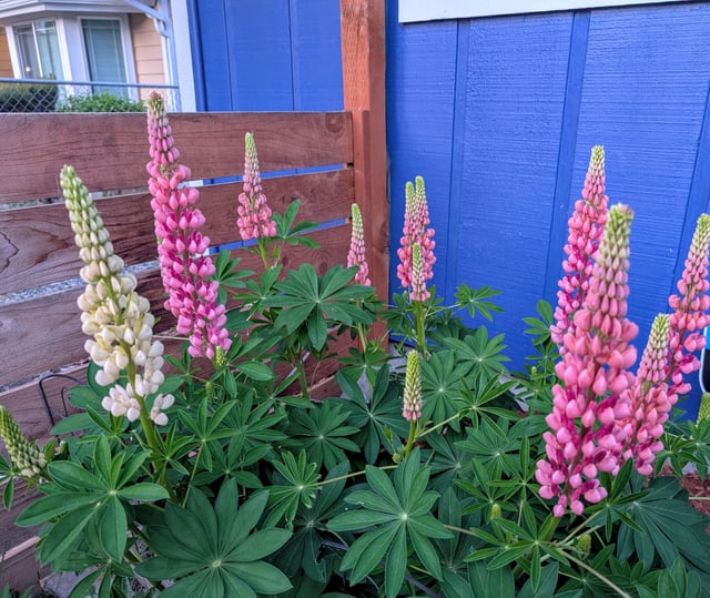 this is the first year my lupine has bloomed. it's going wild!