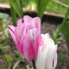Loving my multi-flowering tulips this year – Reddit Post