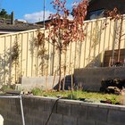 plants for privacy north facing