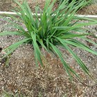 blue flax lilly didn't flower last season