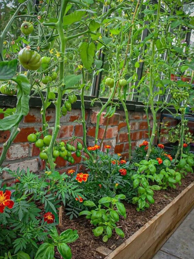tomato jungle—thanks, basil and marigolds!