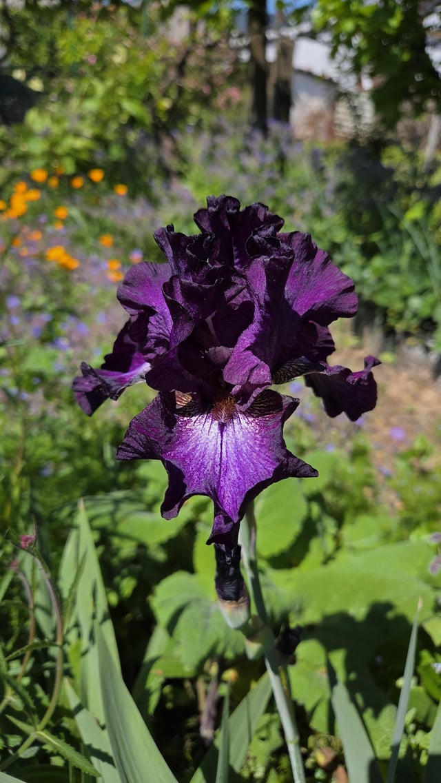 just nice looking irises