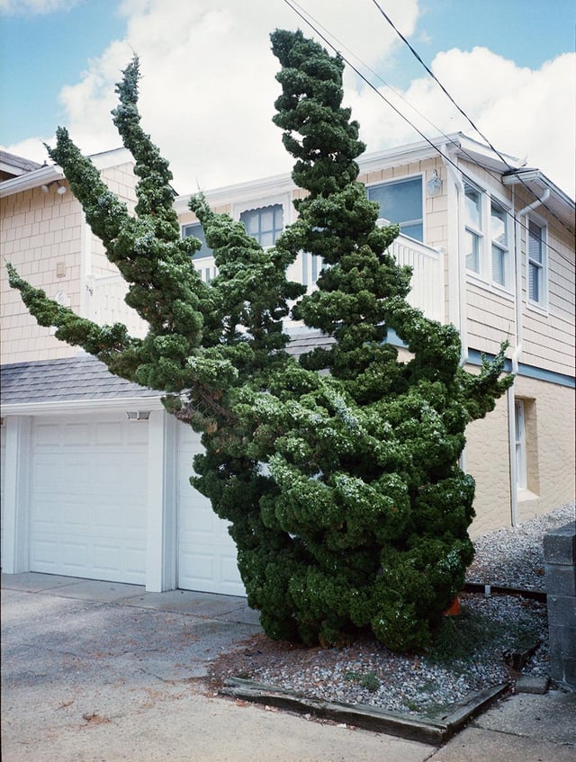 some prick contractor would say this is ugly and needs a heavy pruning