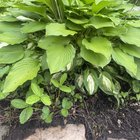 what are these plants ? are they my easy to relocate?