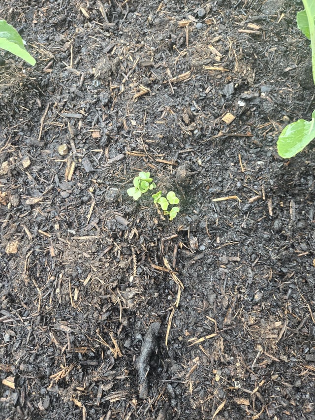 new to gardening – need advice on my raised planter