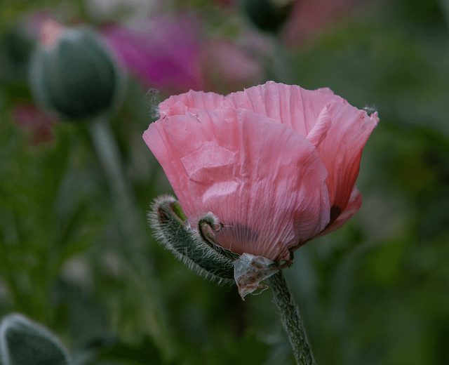 pink poppy just starting to pop🙃