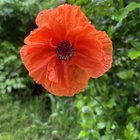 found a random poppy in my back yard today