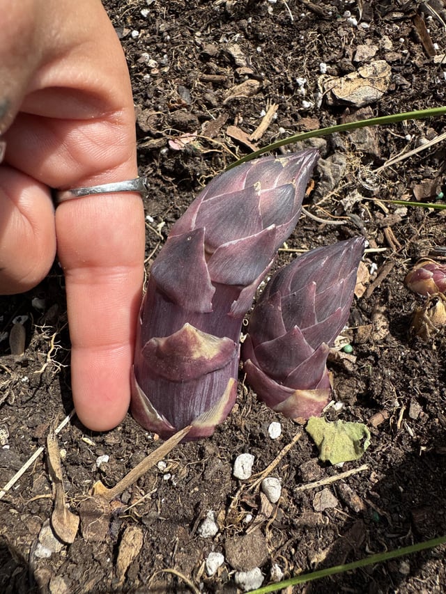 Are there world records for asparagus? lol – Reddit Post