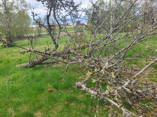Our Apple tree gently laid down, but is still alive. Is it weird to keep it? – Reddit Post