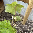 advice for grapes