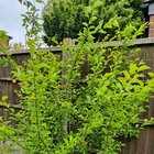what is this bush/shrub/tree?