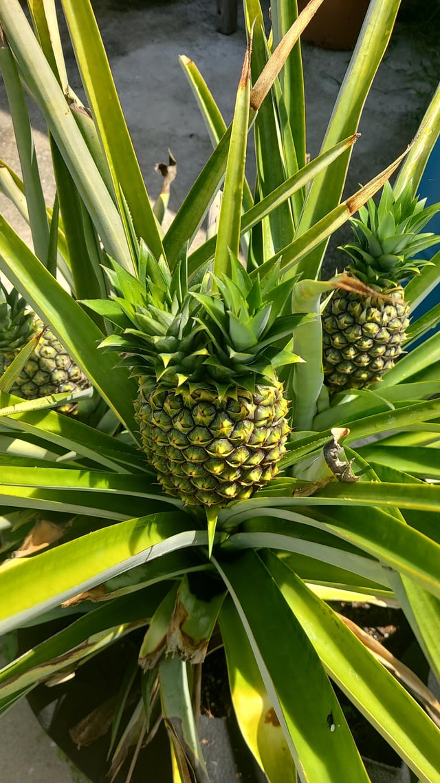 another weird mutation