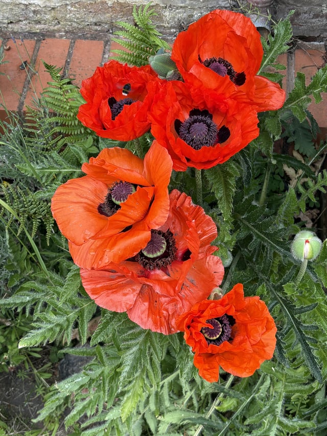 is this just a giant poppy ?