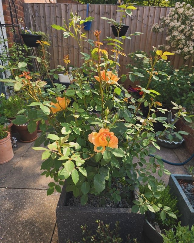 first blooms of the year on my rose! 🌹