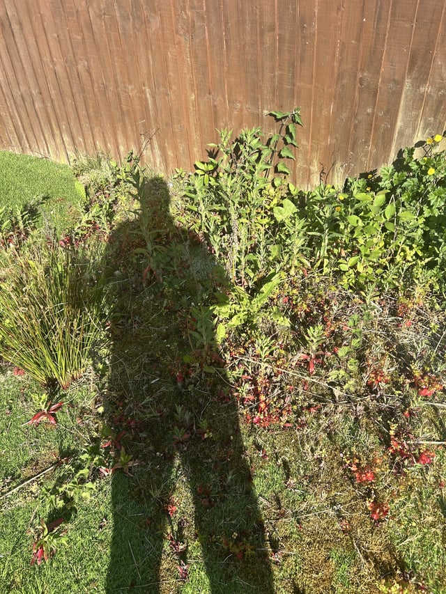 depression caused me to neglect my garden for 3 years. i’m back at it. can this artificial grass be saved?