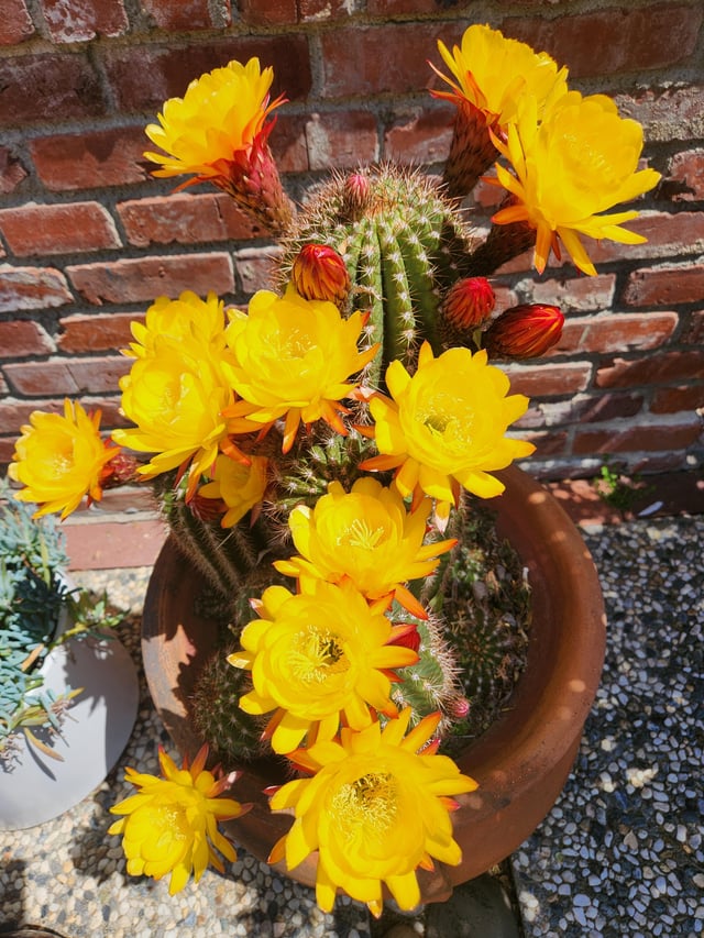 blooming cactus