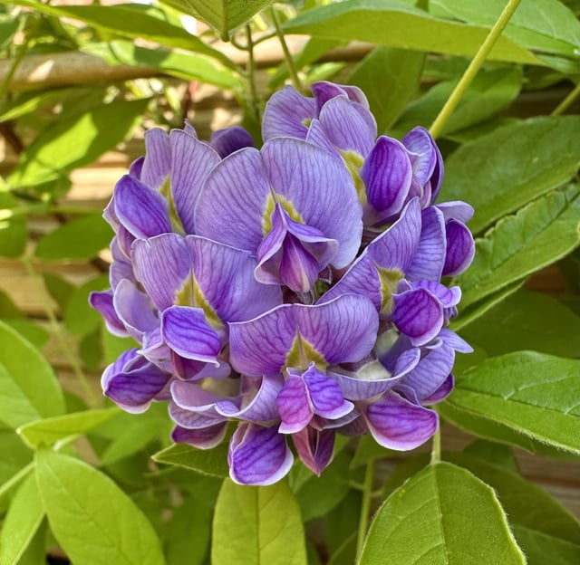 wisteria flower