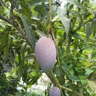 my miyazaki mango is finally showing color, never thought i’d get this far growing it at home.