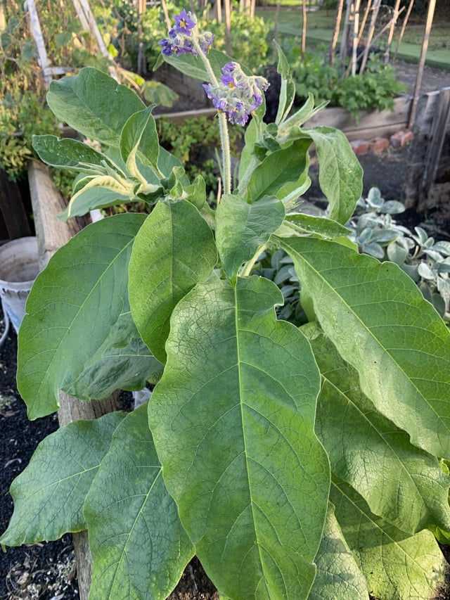 what plant is this? tia