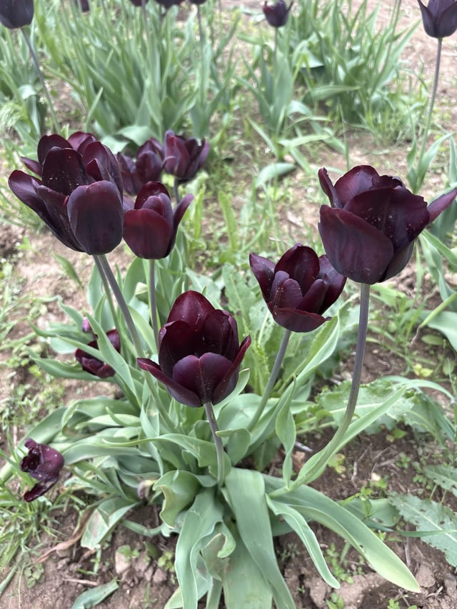 queen of night tulips