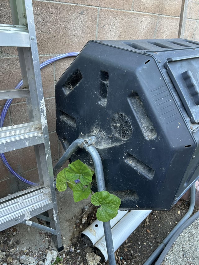 are we all growing compost pumpkins this year?