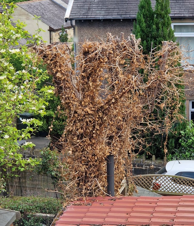 we got this cherry tree pollarded (if that's the right word) and at the same time they cut the ivy from the bottom. they said the dead ivy would fall off, which it hasn't, and also i'm not sure if they have also killed the tree? any tips to get the ivy to move, other than pulling as it's pretty high