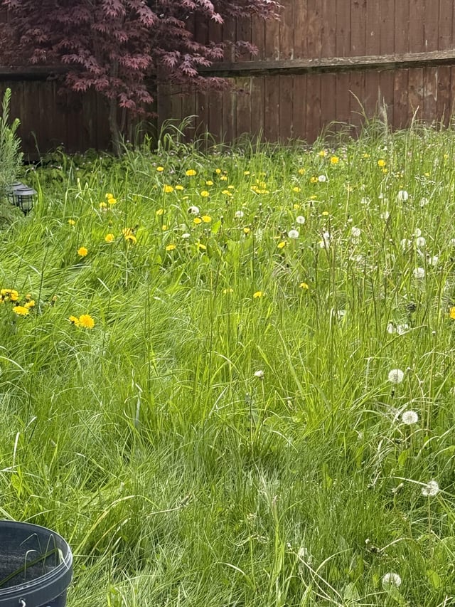 gardening newbie…please help!