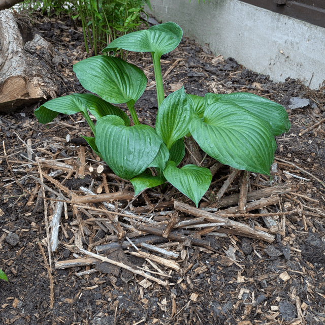bramble defences for hostas