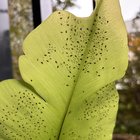 are these aphids on birds nest fern?