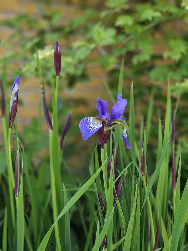 my first and so far only iris