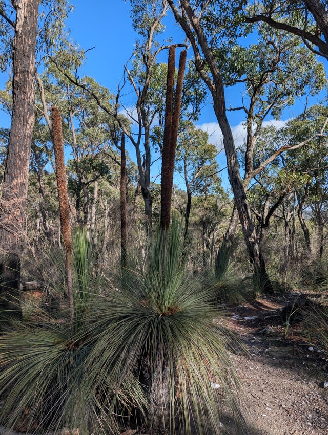 Grass tree with bifurcated flower inflorescence spike